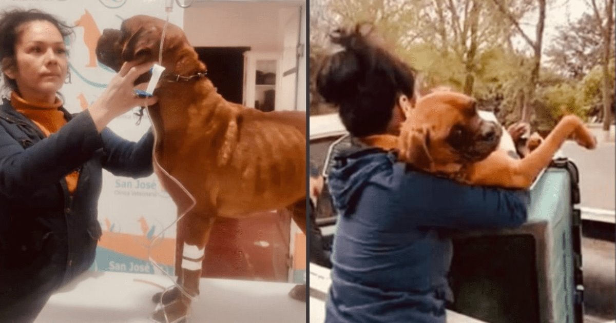 Fiscalía de Sonora rescata a El Chato perro víctima de crueldad animal