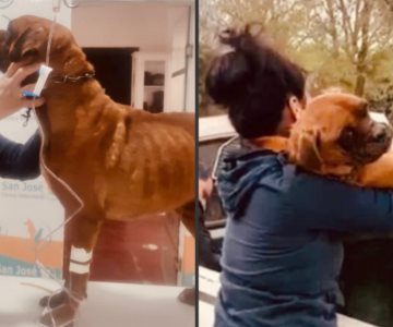 Fiscalía de Sonora rescata a El Chato perro víctima de crueldad animal