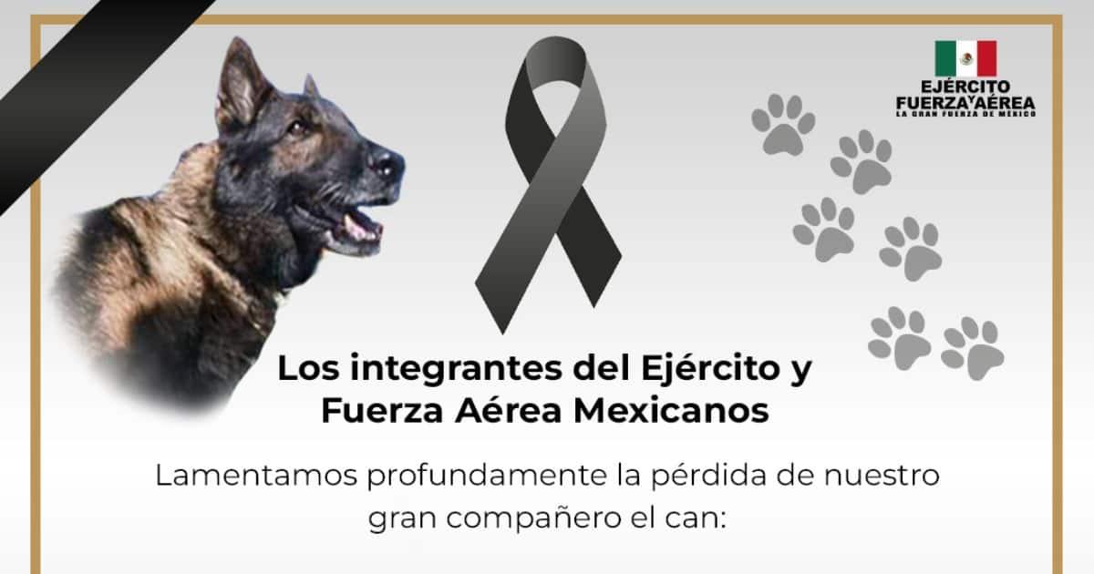 Cumpliste con tu misión; muere Proteo, perro rescatista mexicano