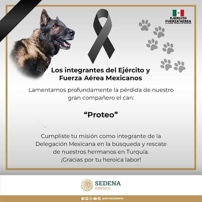 Cumpliste con tu misión; muere Proteo, perro rescatista mexicano