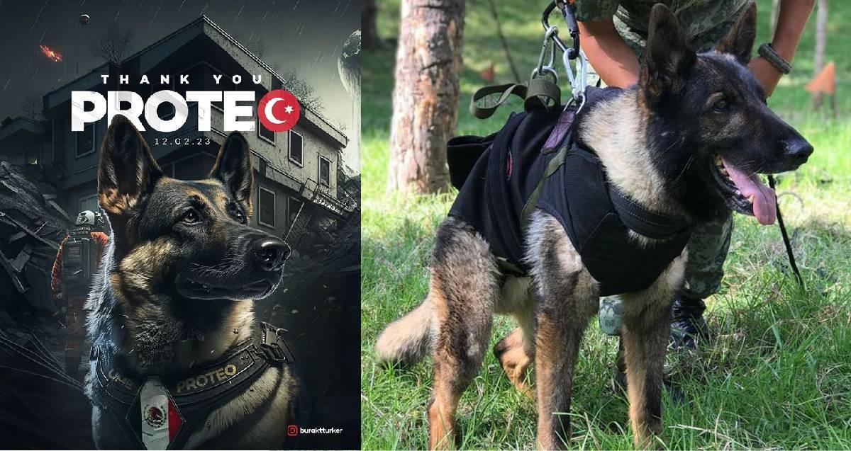 Turquía homenajea y agradece a Proteo, perro rescatista mexicano