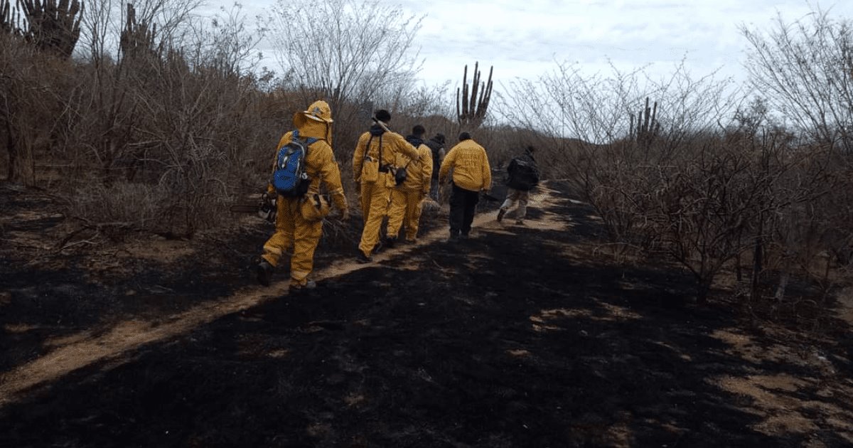 Sofocan incendio en zona de Quiriego tras más de 24 horas de trabajos