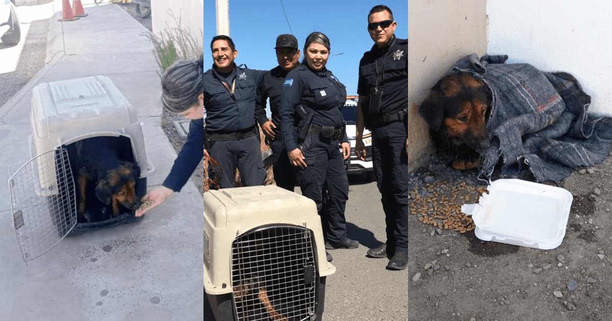 Cinco, perro rescatado del vertedor de la presa, es adoptado por policías