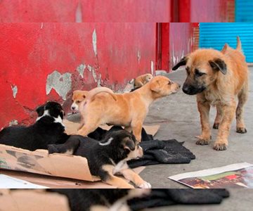 Deambulan por Hermosillo 300 mil perros y gatos