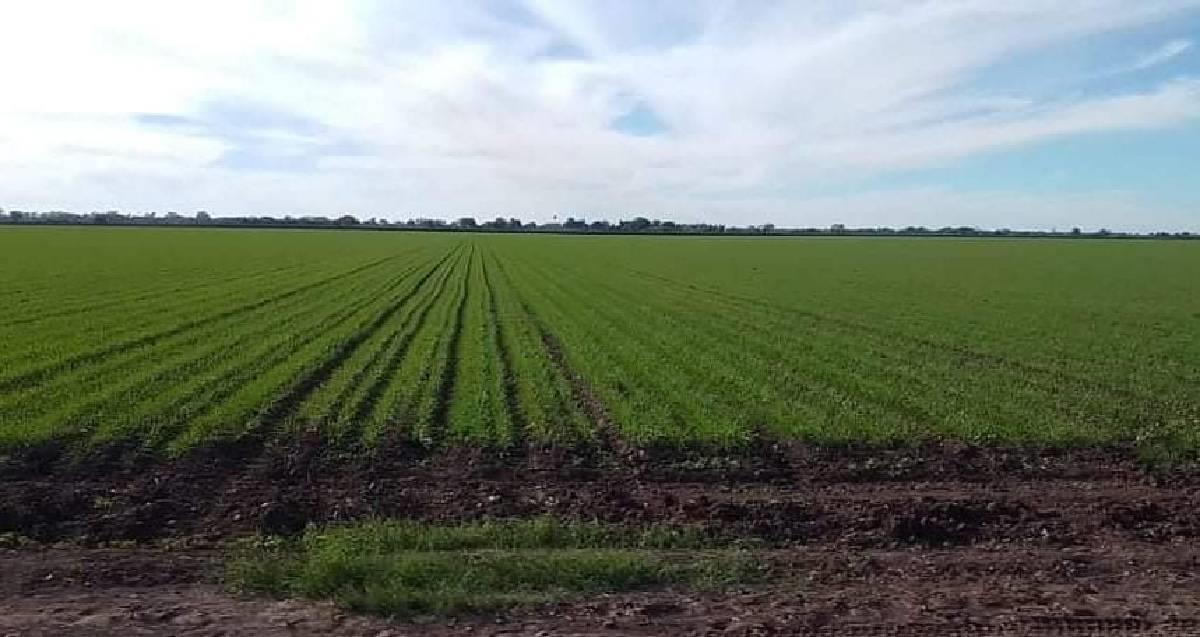 Avanzan a buen ritmo los riegos en las superficies del Valle del Mayo