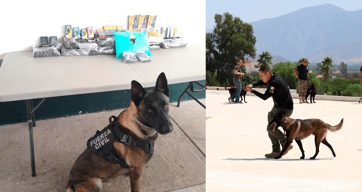 Perro policía asiste al Diplomado Táctico K9