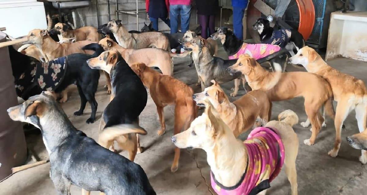 Albergue Milagro Canino en Navojoa rebasa la población establecida