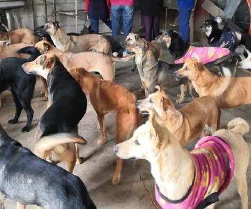 Albergue Milagro Canino en Navojoa rebasa la población establecida
