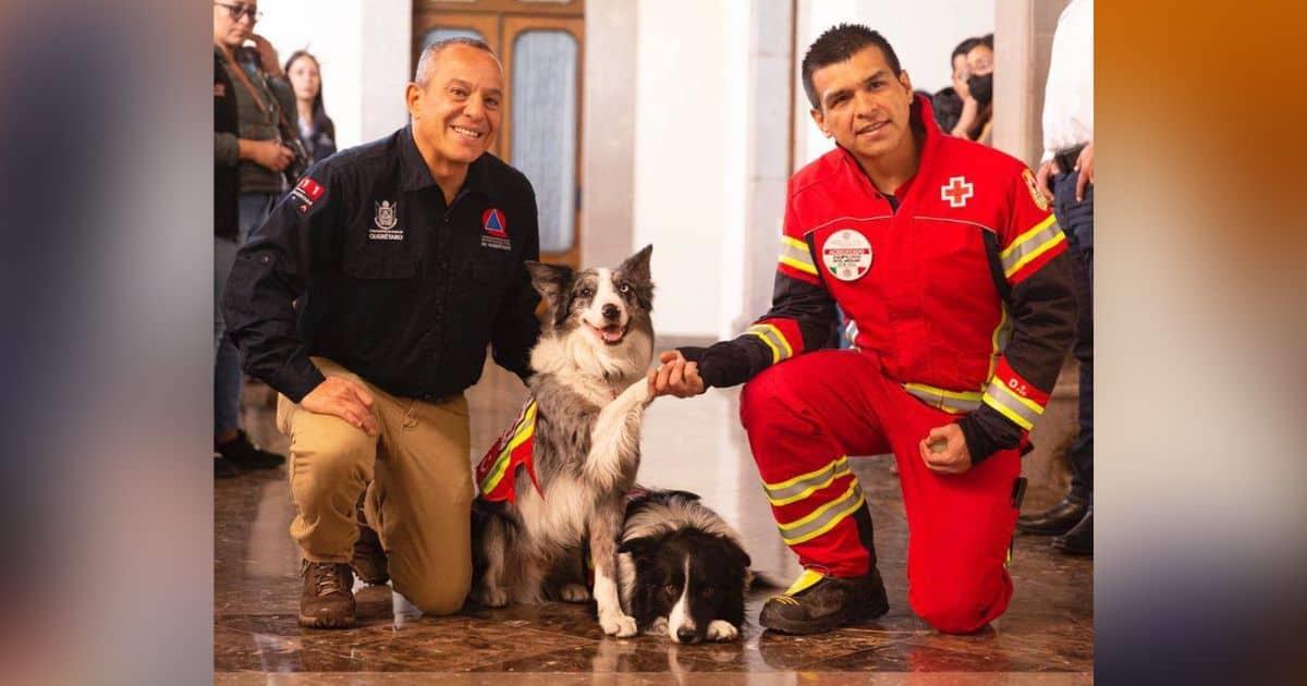 Orly y Balam inspiran escuela para perros rescatistas en Querétaro