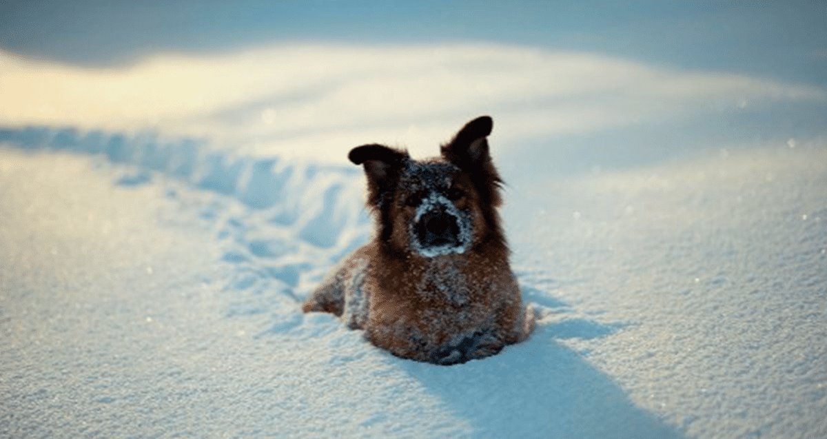 Cazador despelleja a dos perros pensando que eran coyotes; lo arrestan