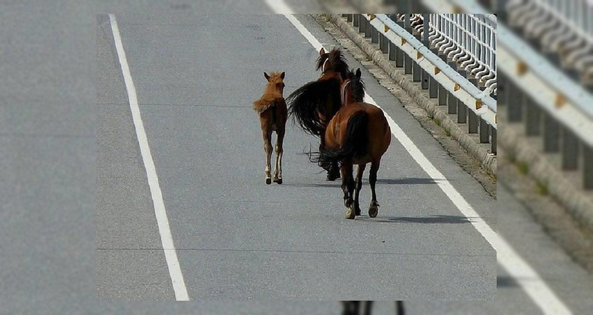 Reportan aumento de caballos en abandono; urgen a dueños estar más atentos