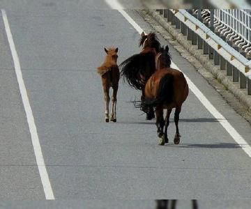 Reportan aumento de caballos en abandono; urgen a dueños estar más atentos