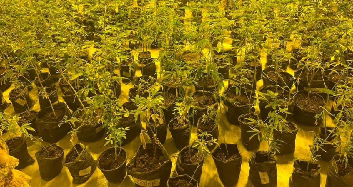 Fiscalía de Sonora decomisa plantas de mariguana en Ímuris