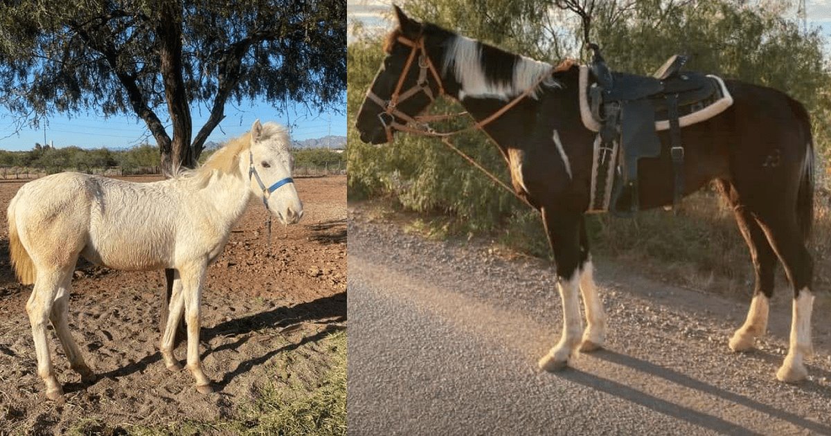 Ladrones saquean rancho al norte de Guaymas; dueño ofrece recompensa