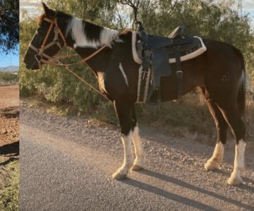 Ladrones saquean rancho al norte de Guaymas; dueño ofrece recompensa