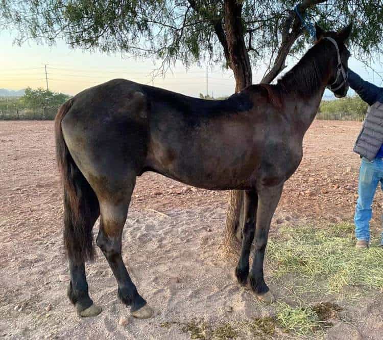 Ladrones saquean rancho al norte de Guaymas; dueño ofrece recompensa