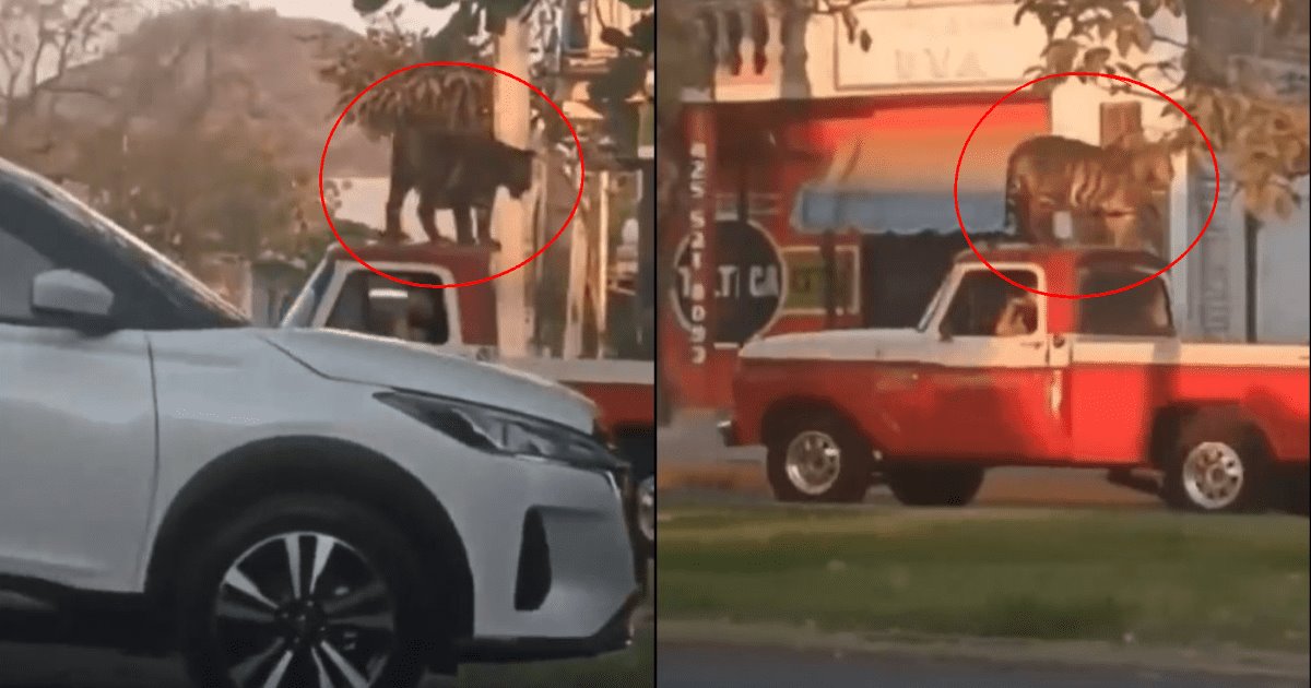 Video viral muestra paseo de tigre en el toldo de una camioneta