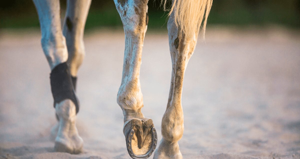 Caballo golpea a señor de 69 años mientras le colocaba herradura