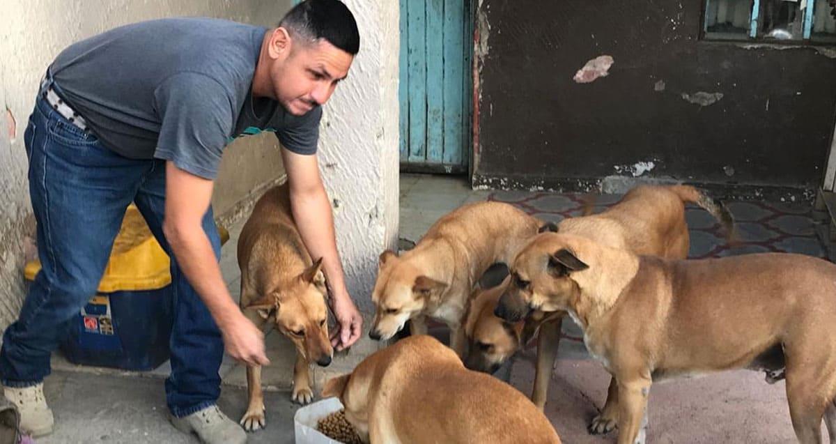 Da asilo temporal a 32 perros y gatos callejeros en Hermosillo