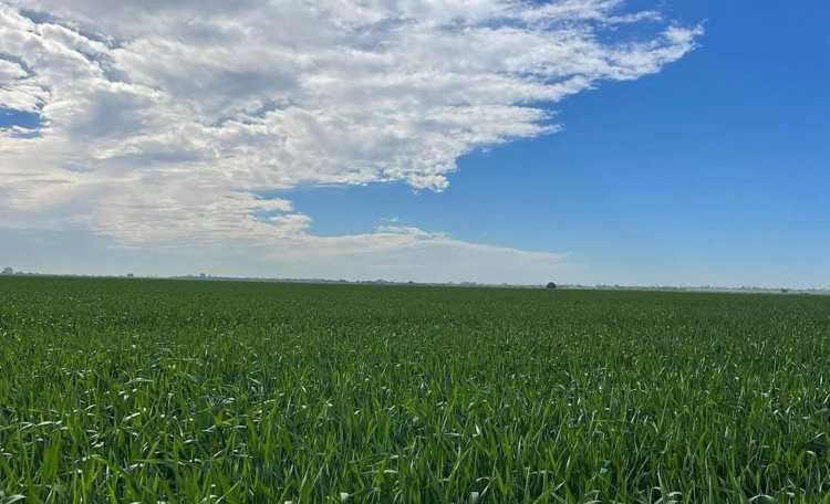 Agricultores del Valle del Mayo ven buena producción de trigo por el clima