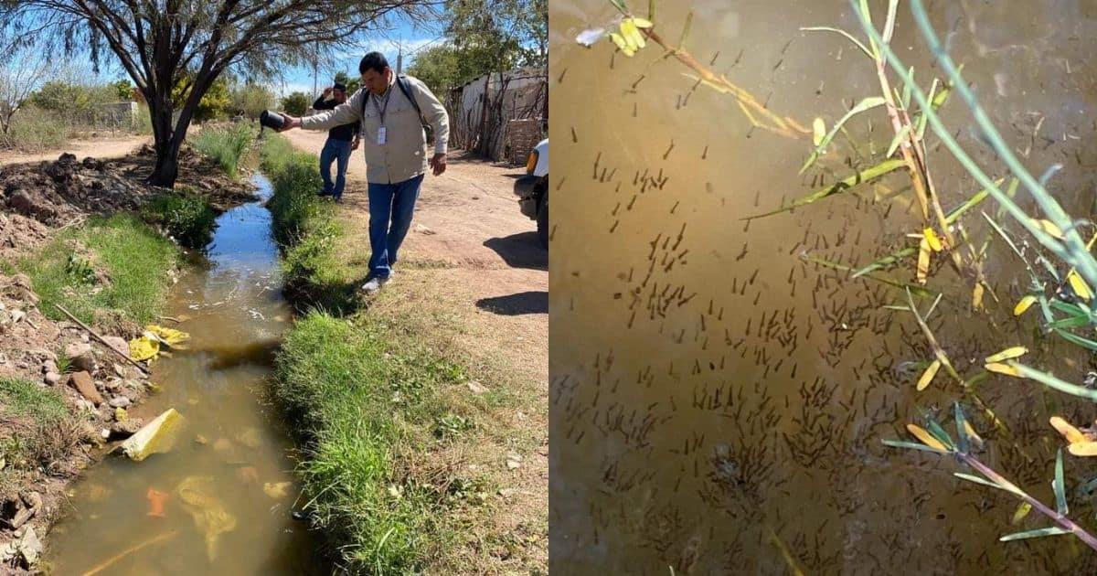 Encienden alarmas por dengue en Huatabampo; eliminan enorme criadero