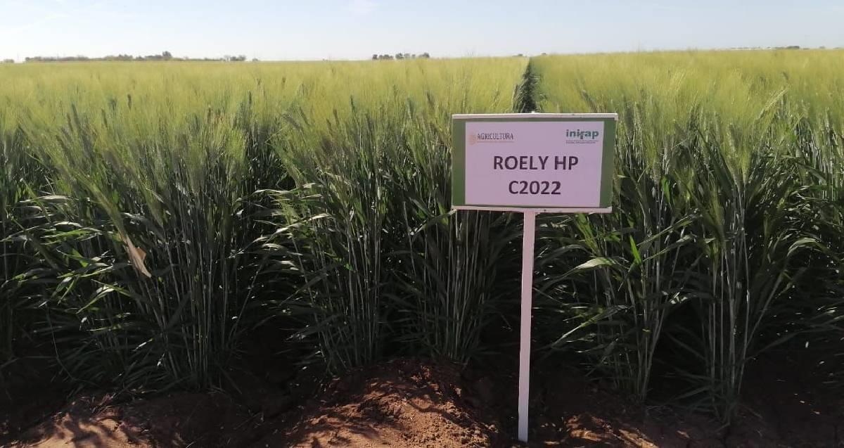 Buscan registrar una nueva variedad de trigo del Valle del Yaqui