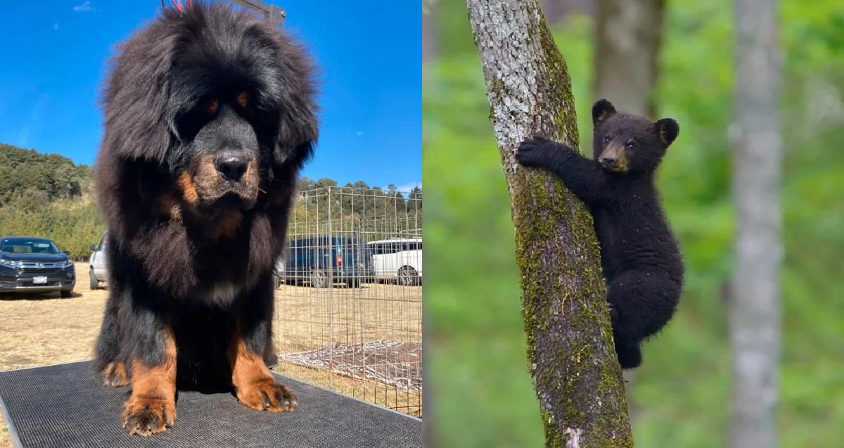 Un hombre compró un cachorro de oso creyendo que era un perro en China