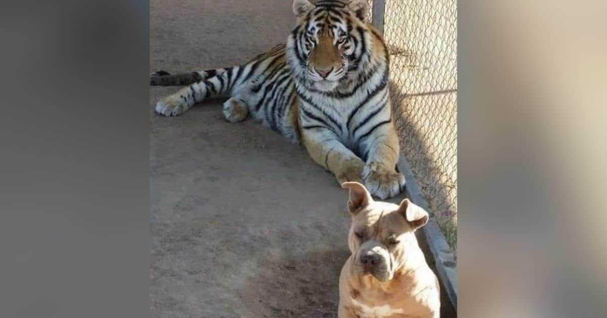 Fiscalía investiga robo de un tigre de bengala en Hermosillo