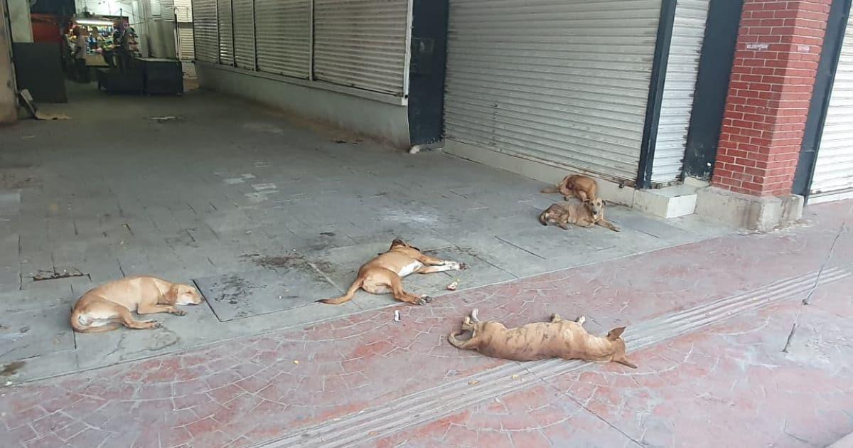 Perros callejeros invaden Mercado Municipal y ahuyentan clientes