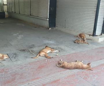 Perros callejeros invaden Mercado Municipal y ahuyentan clientes