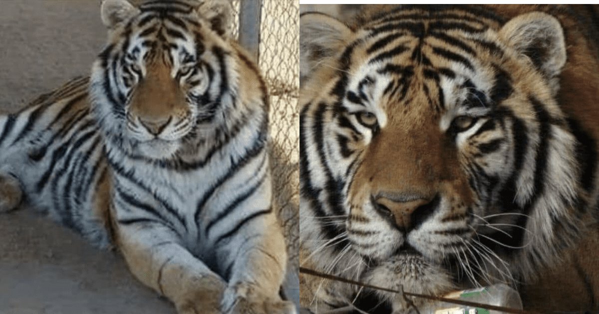 No hay evidencia de que policías estatales hayan sustraído a tigre: SSP