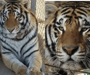 No hay evidencia de que policías estatales hayan sustraído a tigre: SSP