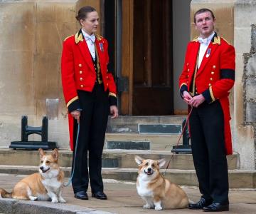 Corgis de la reina Isabel ya supereraron la etapa del duelo: Ferguson