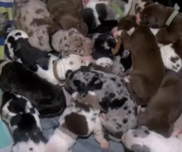 Gran sorpresa: perrita gran danés dio a luz a 21 cachorros