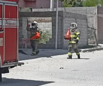 Hombre terminó en el hospital debido a un ataque de abejas