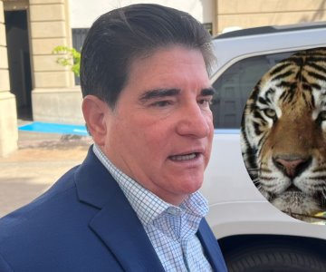 Investigan si tigre asegurado en Sinaloa se trata de Baluma