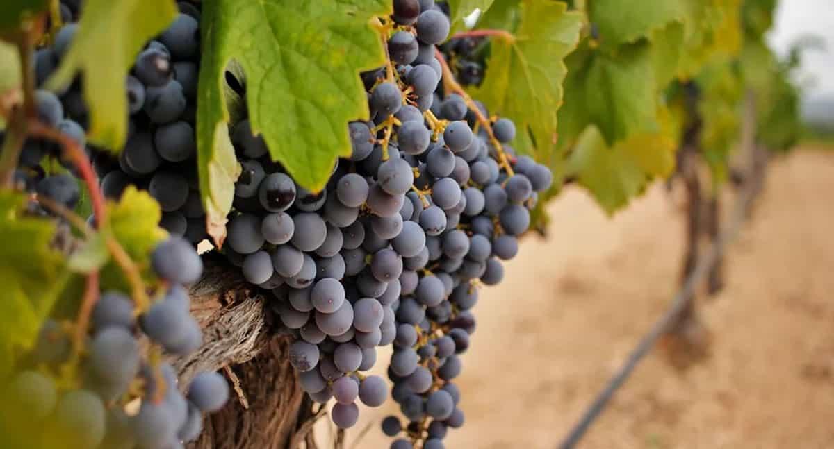 Industria del vino, acechada por el cambio climático