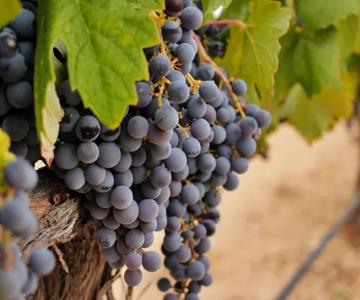 Industria del vino, acechada por el cambio climático