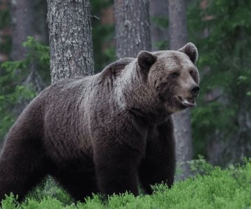 Oso asesina a joven que practicaba senderismo