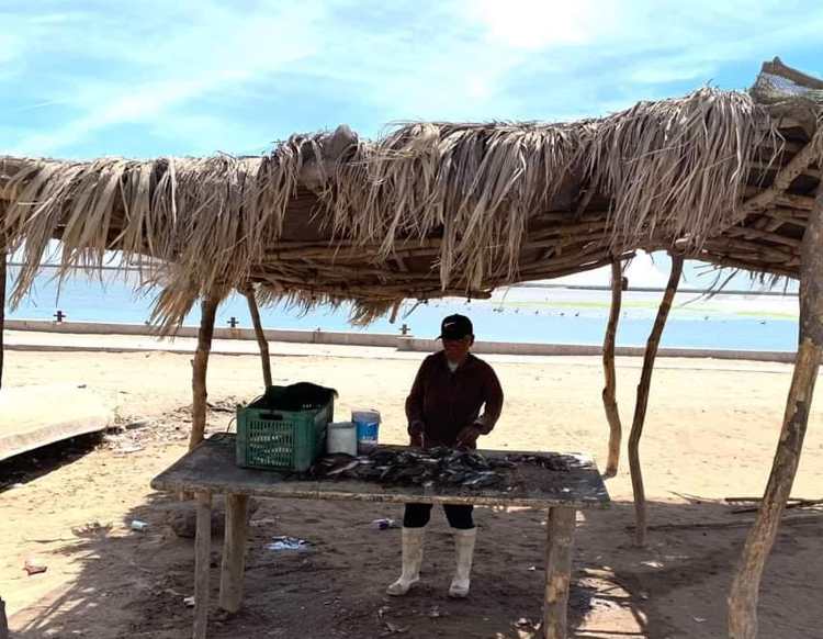 Reanudan la pesca del callo en Puerto de Yavaros