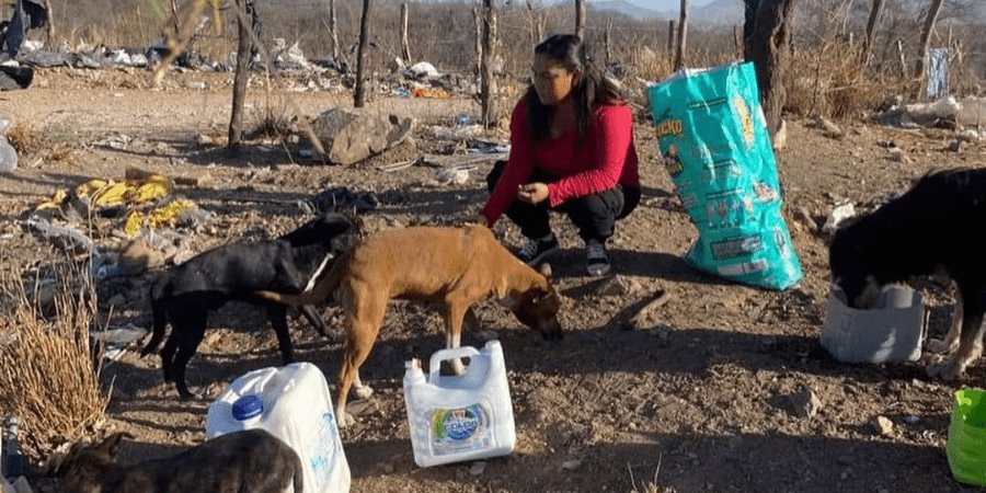 Clausuran criadero de perros por maltrato animal en Monterrey