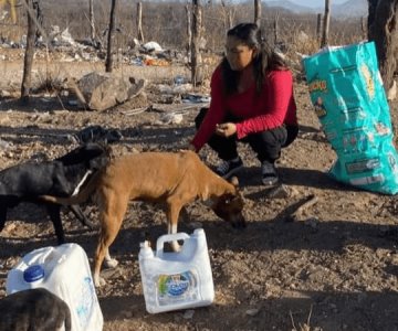 Clausuran criadero de perros por maltrato animal en Monterrey