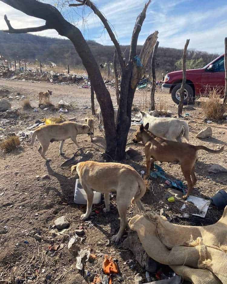 Más de 70 perros se encuentran abandonados en Basurón Municipal de Álamos