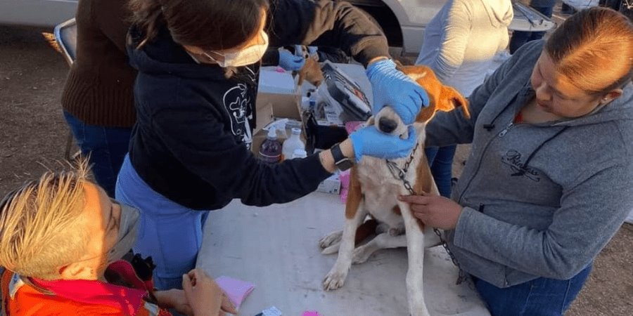 Realizan jornadas de bienestar animal para prevenir la rickettsia