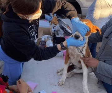 Realizan jornadas de bienestar animal para prevenir la rickettsia