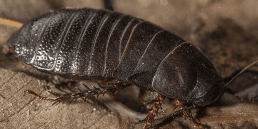 Estudiante descubre cucaracha carnívora que se creía extinta desde 1930