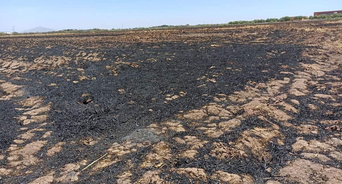 Sancionan con más de 155 mil pesos a productor del Yaqui por quemar gavilla