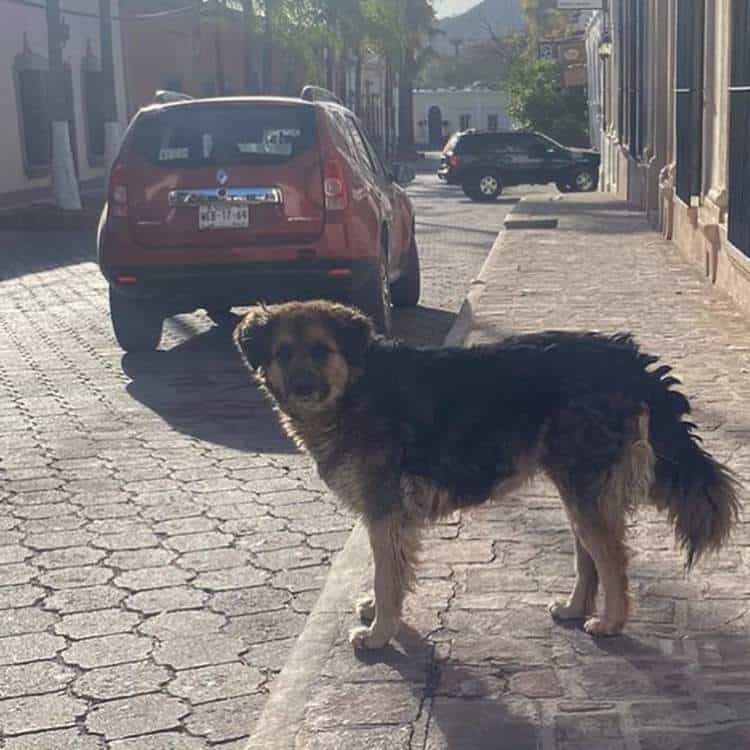 Registran constantes ataques de perros a turistas y habitantes de Álamos