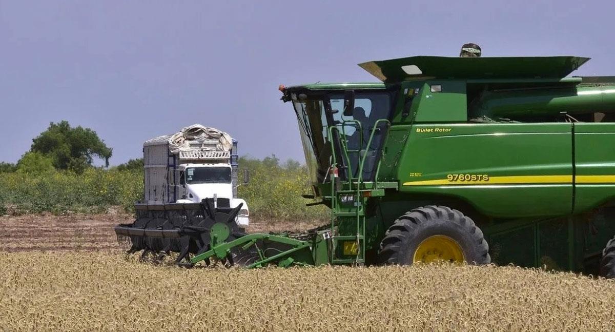 Productores de trigo acuerdan comprar tonelada de granos en 310 dólares