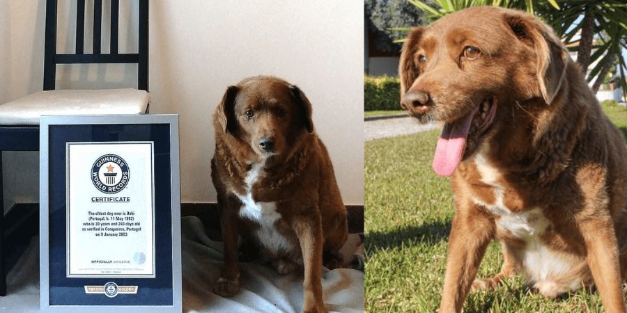 El perro más viejo del mundo cumple años hoy; conoce a Bobi